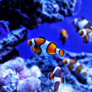 The Nemo Crew