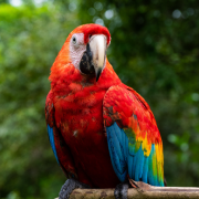 Peppy the Parrot