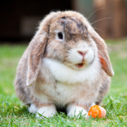 Nibbles the Rabbit