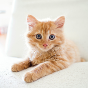 Mittens the Cat