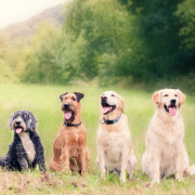 The Fluff Force