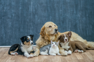 Pets
